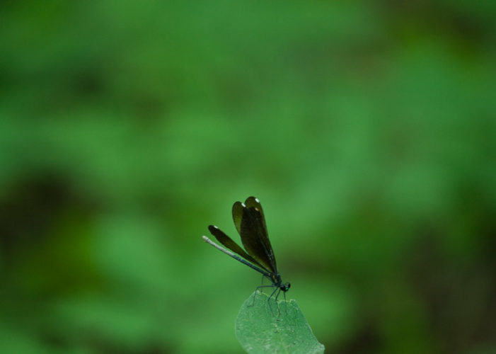 The Odonata of Tarrant County - Calopteryx maculata (♀) with mud on abdomen from oviposition