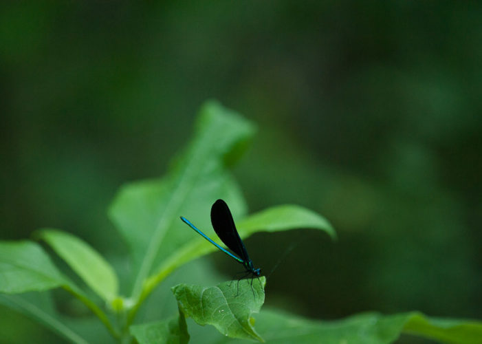 The Odonata of Tarrant County - Calopteryx maculata (♂)