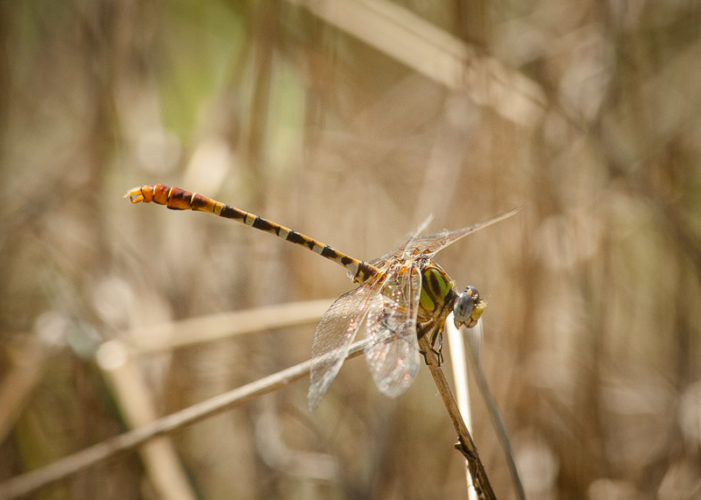 The Odonata of Tarrant County - Erpetogomphus designatus (♂)