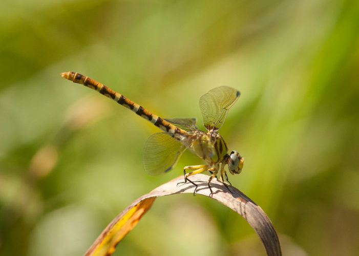 The Odonata of Tarrant County - Erpetogomphus designatus (♀)