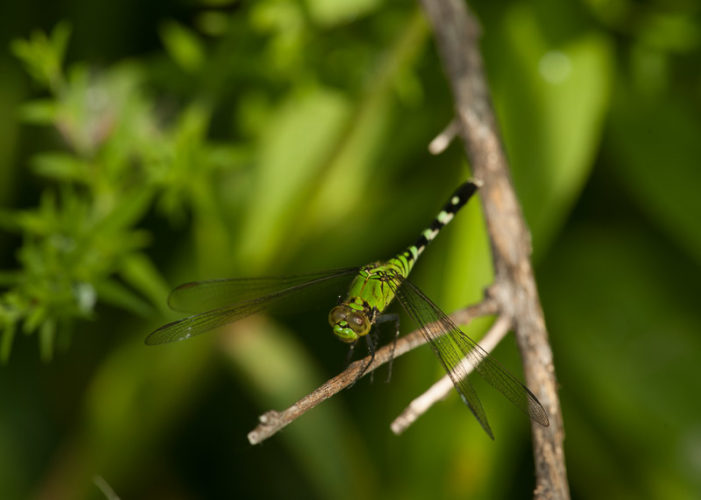 The Odonata of Tarrant County - Erythemis simplicicollis (♀)