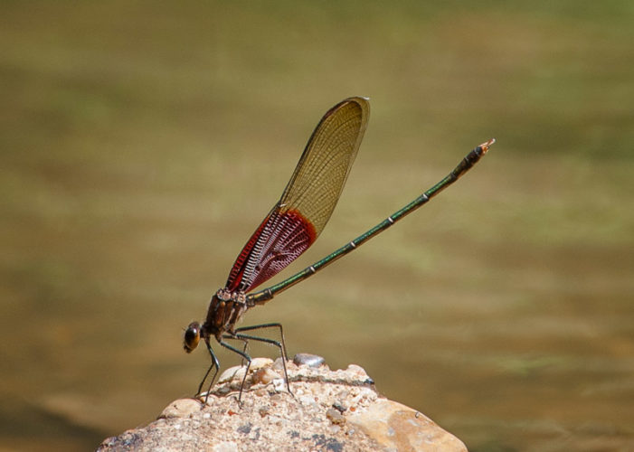 The Odonata of Tarrant County - Hetaerina americana (♂)