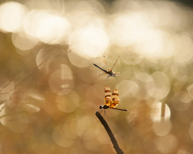 The Odonata of Tarrant County - Pachydiplax longipennis (♂) attempts to usurp perch of Celithemis eponina (♂)