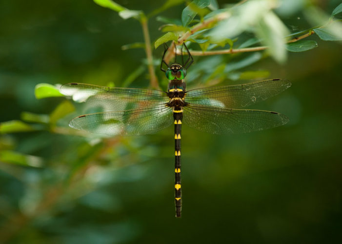The Odonata of Tarrant County - Macromia illinoiensis (♀)