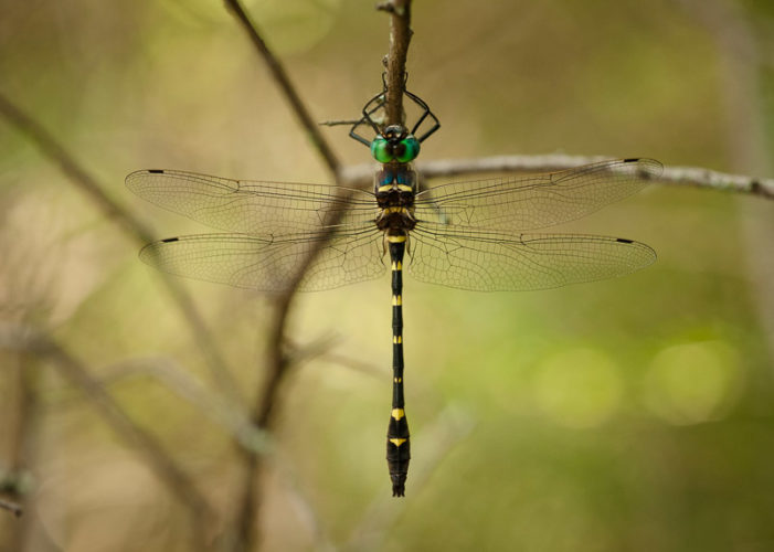 The Odonata of Tarrant County - Macromia illinoiensis (♂)
