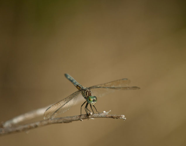 The Odonata of Tarrant County - Pachydiplax longipennis (♀)