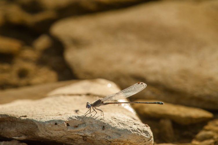 The Odonata of Tarrant County - Argia translata (♂)
