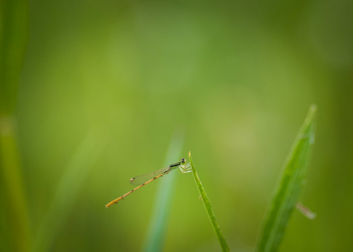 The Odonata of Tarrant County - Ischnura hastata (♂)