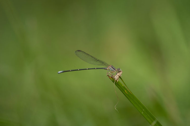 The Odonata of Tarrant County - Argia moesta (immature ♂) with prey