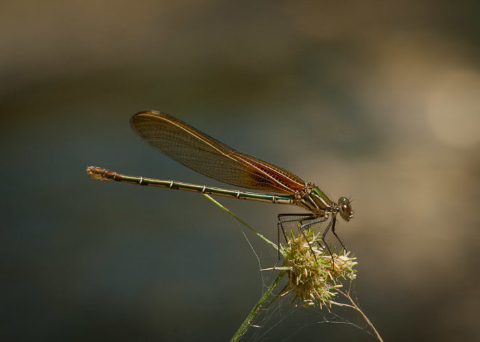 The Odonata of Tarrant County - Hetaerina americana (♀)
