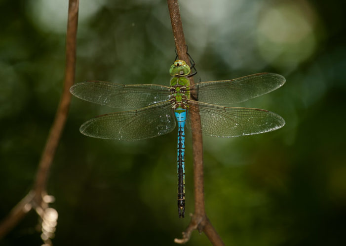 The Odonata of Tarrant County - Anax junius (♂)