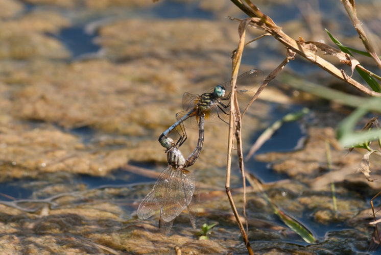 The Odonata of Tarrant County - Pachydiplax longipennis - in copula