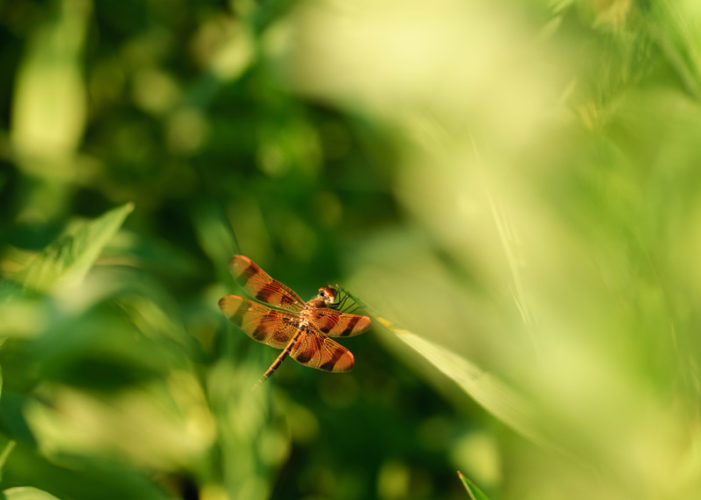 The Odonata of Tarrant County - Celithemis eponina (♂)