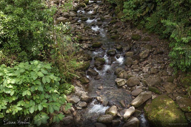 Costa Rica in situ - habitat