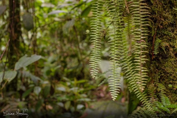 Costa Rica in situ - las hojas