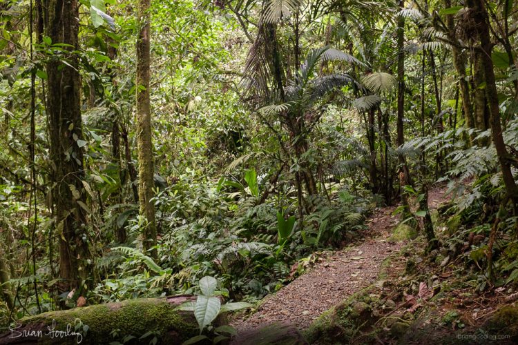 Costa Rica in situ - few human feet