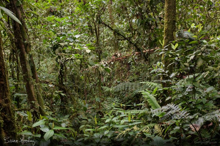 Costa Rica in situ - density