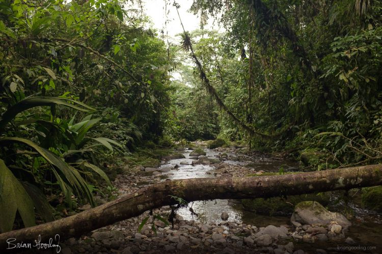 Costa Rica in situ - portal