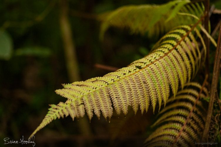Costa Rica in situ - fern