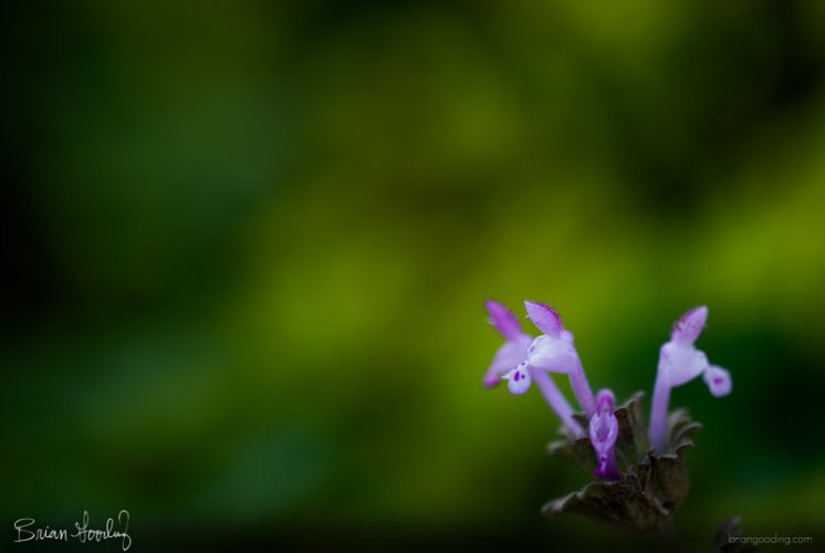 spring eternal - one vial crushed clovers