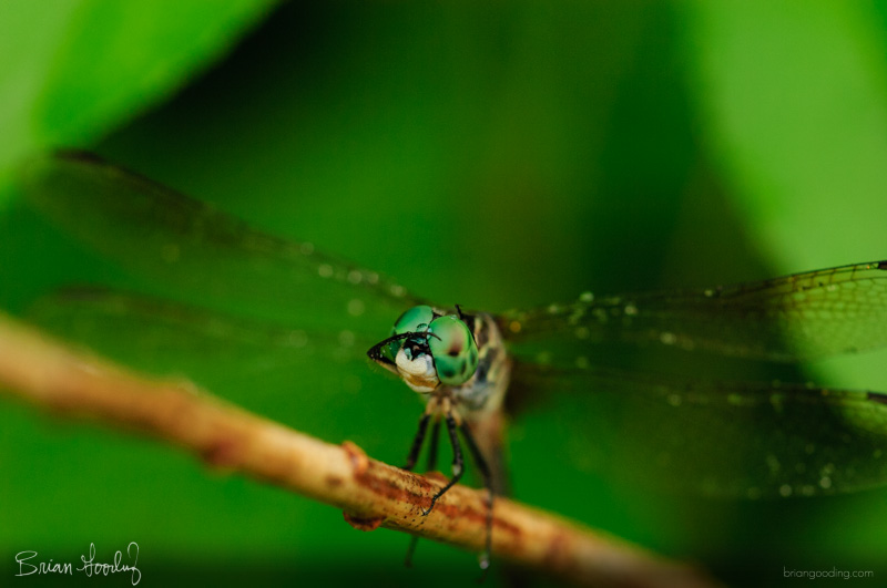 A dragonfly perched on a twig against soft green, grooming its eyes in the rain.